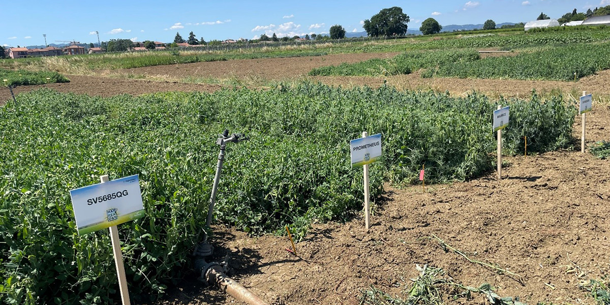 Hap'Pea Days 2024: Vegetables by Bayer guida l'innovazione nel pisello da industria